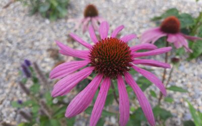 Echinacea purpurea