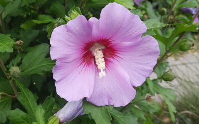 Hibiscus