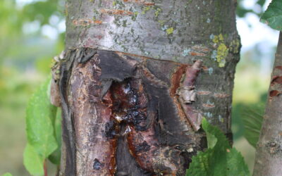 Cherry tree detail (4 photos)